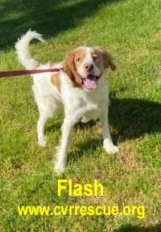 Flash *Friendly & Fun*