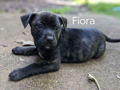 Fiora *TP puppies