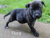 Fiora *TP puppies