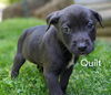 Quilt *TP puppies