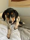 Roscoe *Pending, App Review in Process