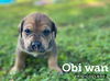 Obi Wan *Star Wars Pups