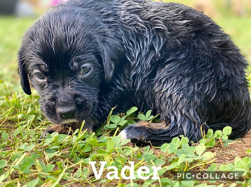 Vader *Star Wars Pups