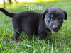 Praline *Baskin Robbins Litter