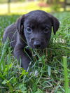 Nilla *Baskin Robbins Litter