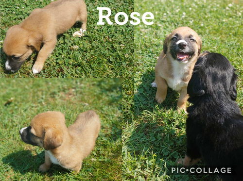 Rose *Golden Girls Pups