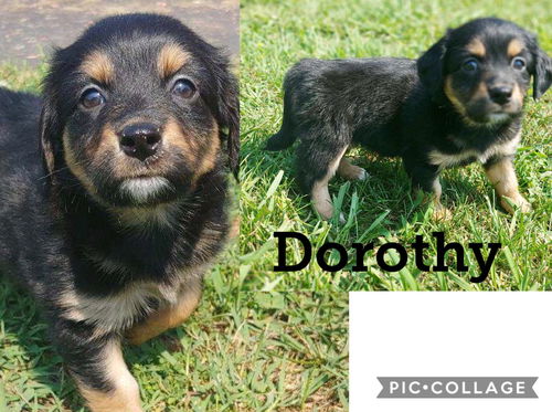 Dorothy *Golden Girls Pups