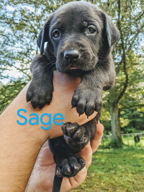 Sage *Nutmeg's Litter