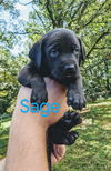 Sage *Nutmeg's Litter