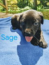 Sage *Nutmeg's Litter