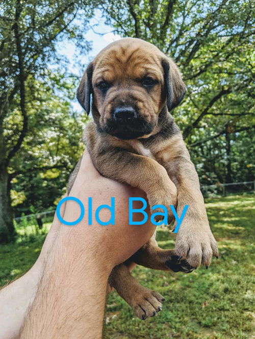 Old Bay *Nutmeg's Litter