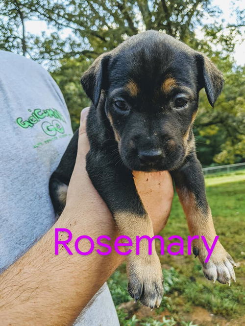 Rosemary *Nutmeg's Litter