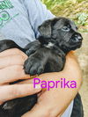 Paprika *Nutmeg's Litter