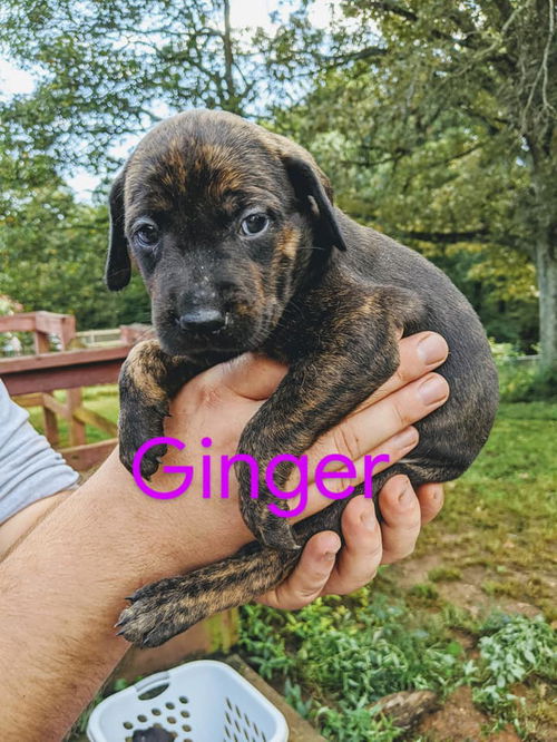 Ginger *Nutmeg's Litter