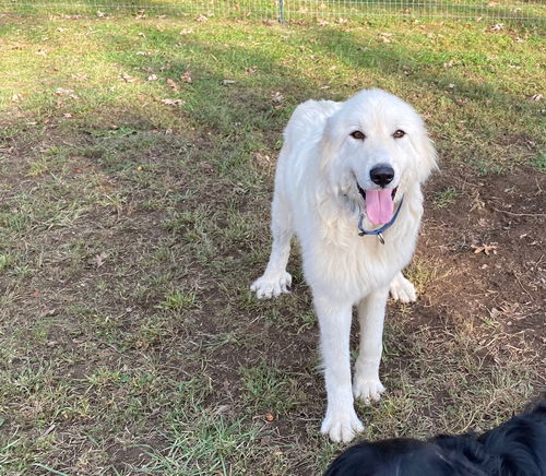 Juneau *Gentle Giant