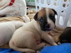 Lucky Penny *Treasure Box Pups (f)