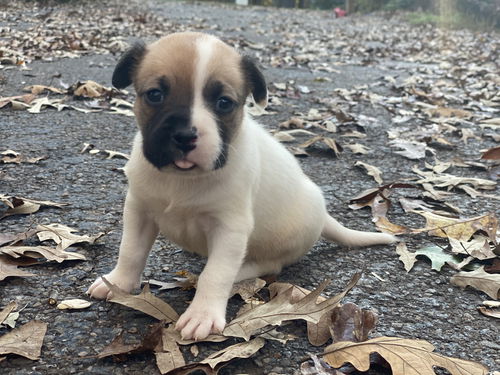 Lucky Penny *Treasure Box Pups (f)