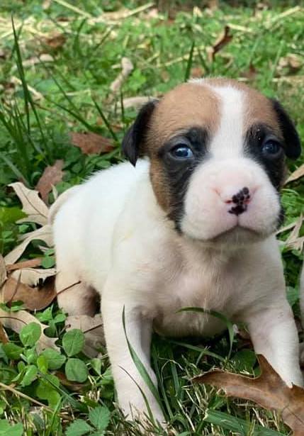 Dinosaur Bone * Treasure Box Pups (m)