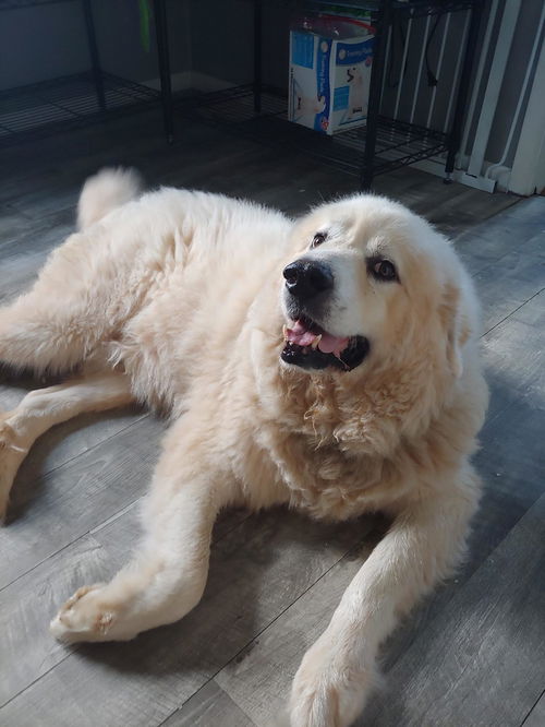 Bane *Perky Great Pyr