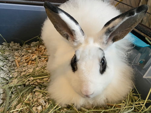 Teddy & Bear - bonded rabbit brothers