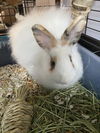 Teddy & Bear - bonded rabbit brothers