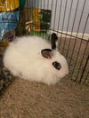 Teddy & Bear - bonded rabbit brothers