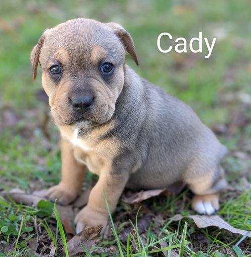 Cady *Astronaut Litter*