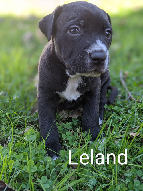 Leland *Astronaut Litter*