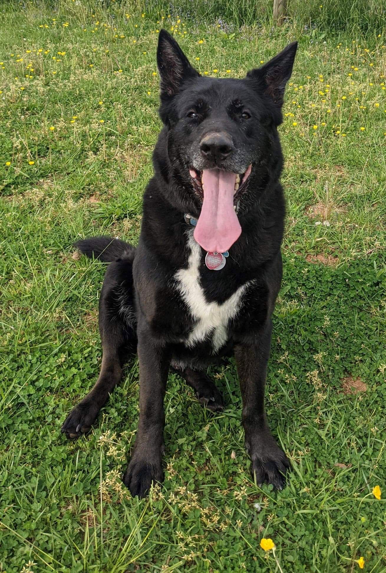 adoptable Dog in Lynchburg, VA named Phoenix