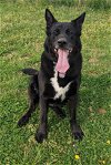 adoptable Dog in lynchburg, VA named Phoenix