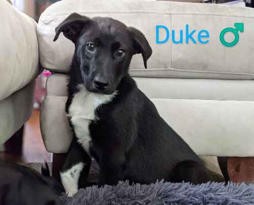 Duke *Royalty Litter