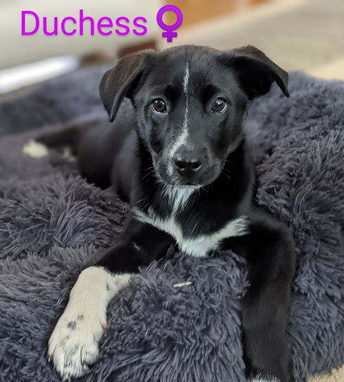 Duchess *Royalty Litter