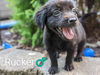 Rucker *Hootie Litter