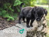 Rucker *Hootie Litter