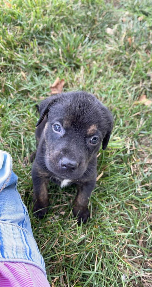 Jerry *Boxer litter