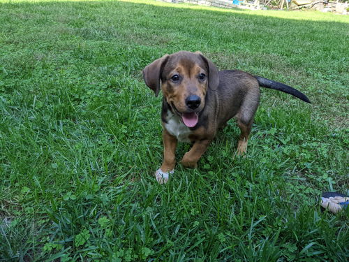 Marvel *boxer litter