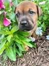 Nutmeg *boxer litter