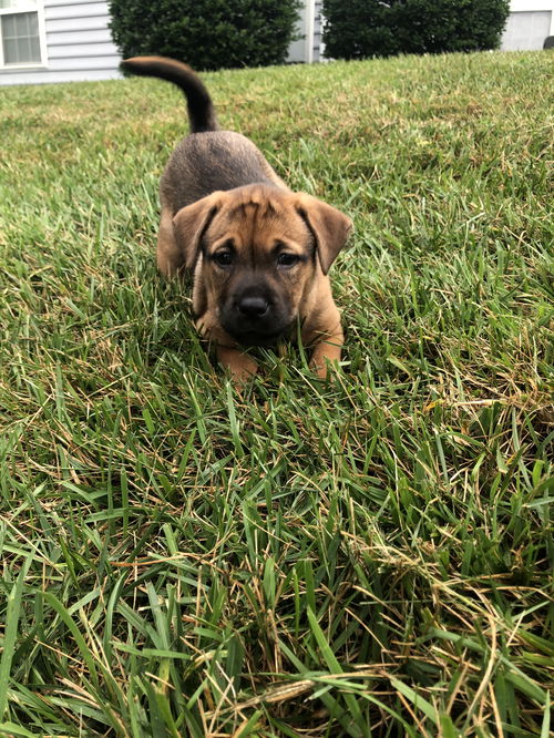 Nutmeg *boxer litter