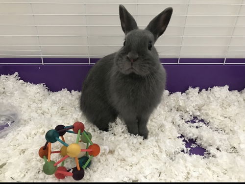 Henri - Netherland Dwarf