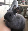 Henri - Netherland Dwarf