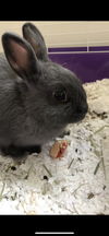 Henri - Netherland Dwarf