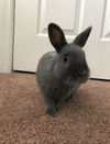 Henri - Netherland Dwarf