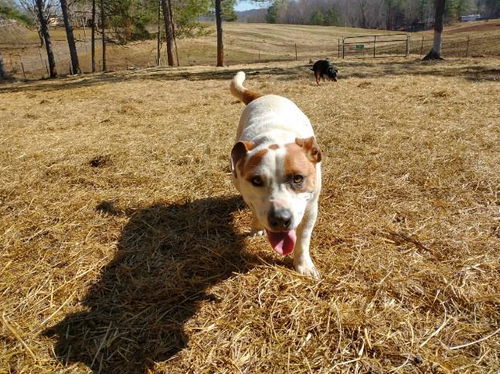 DJ and Buddy (Bonded Pair)