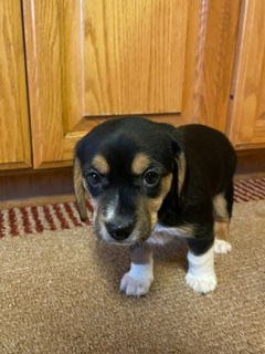Beagle Puppy 1