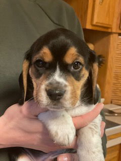 Beagle Puppy 2