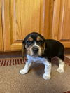 Beagle Puppy 2
