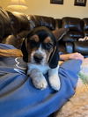 Beagle Puppy 2