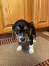 Beagle Puppy 3