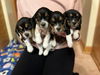 Beagle Puppy 3