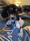 Beagle Puppy 3